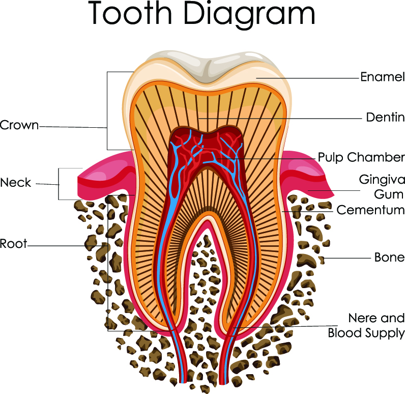 Do You Know the Different Parts of the Tooth?